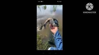 Tiếng chim mòng két gọi bầy đàn đã thử OK #sanbatquangnamtv #birds 