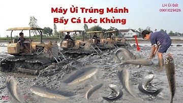 Nước Vừa Rút Xe Ủi Vô Ủi Đất Không Ngờ Trúng Mánh Ngây Bầy Cá Lóc Mắc Cạn.