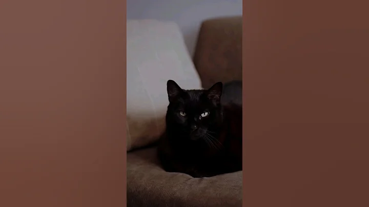 How to become the best version of yourself #motivation #attitude #viral #shorts