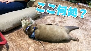 カワウソしゃもじ、初めて行く土地では別人のように大人しい