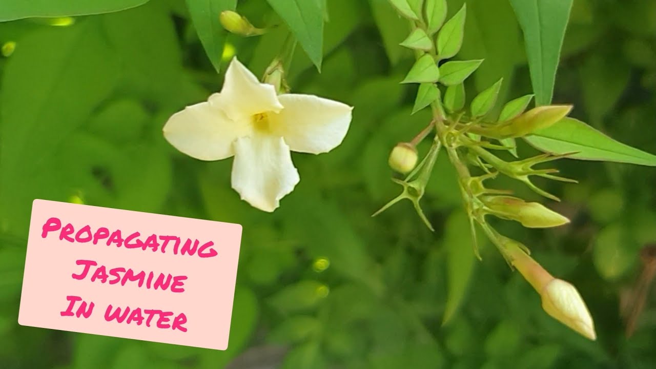 Italian jasmine, plant