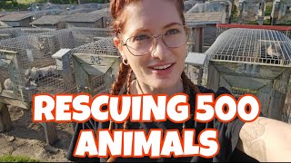 Download Lagu Rescuing 500 foxes from a fur farm, for Mikayla. ❤️ MP3