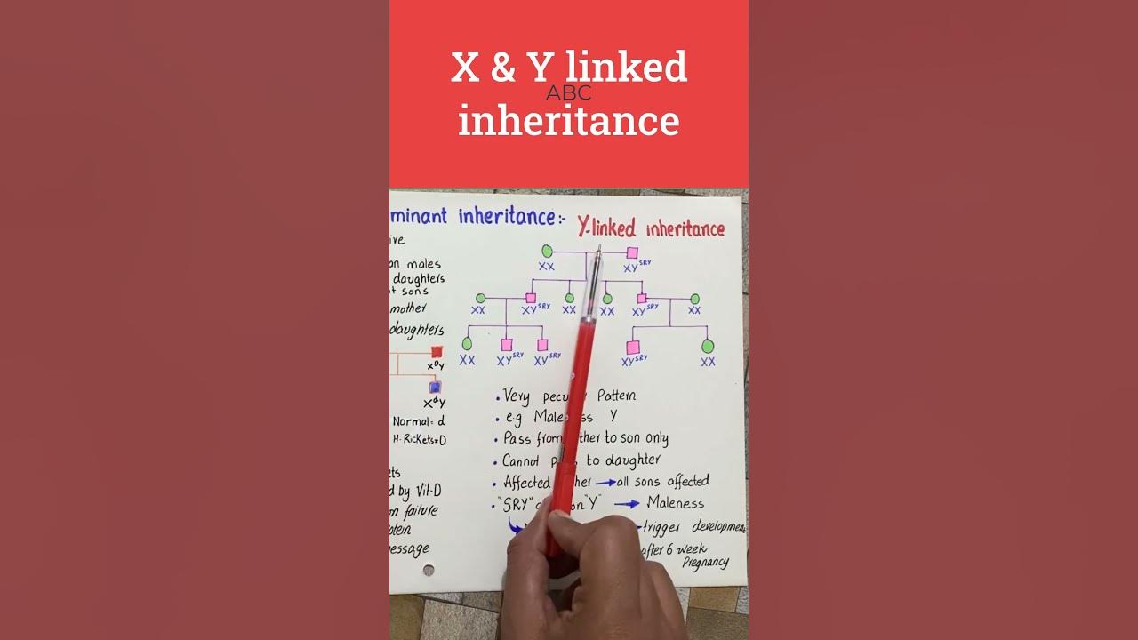 X and Y linked inheritance - YouTube