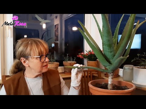 Jak zrobić żel aloesowy w domu.(How to make aloe vera gel at home) - Melarosa #31