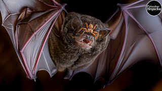 Bat Fly | The Nightmare You wishes You&#39;d never heard of!