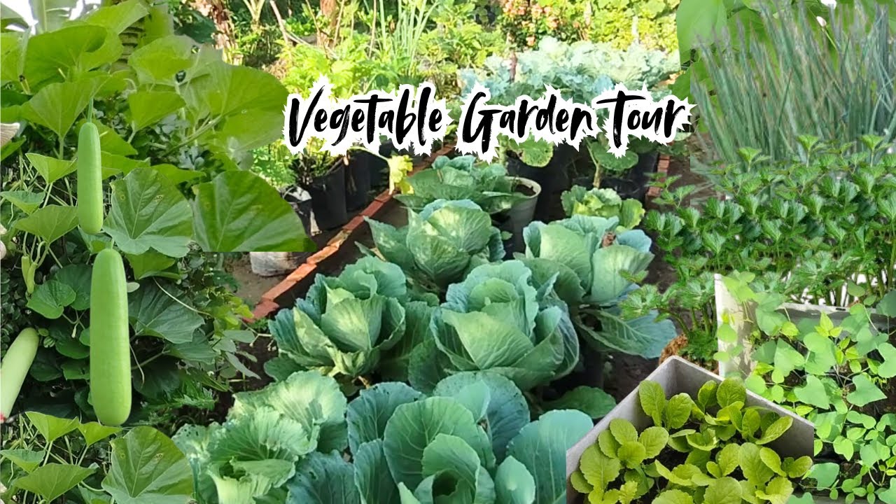 Vegetable Garden Tour | Veggie Garden | Mau Sayur gak Usah Repot ke ...