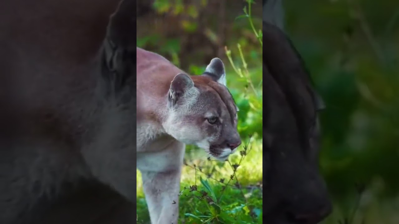 The cougar (Puma concolor) or mountain Lion
