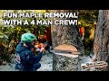 Removing a Large Maple Tree with My First 4 man Crew!