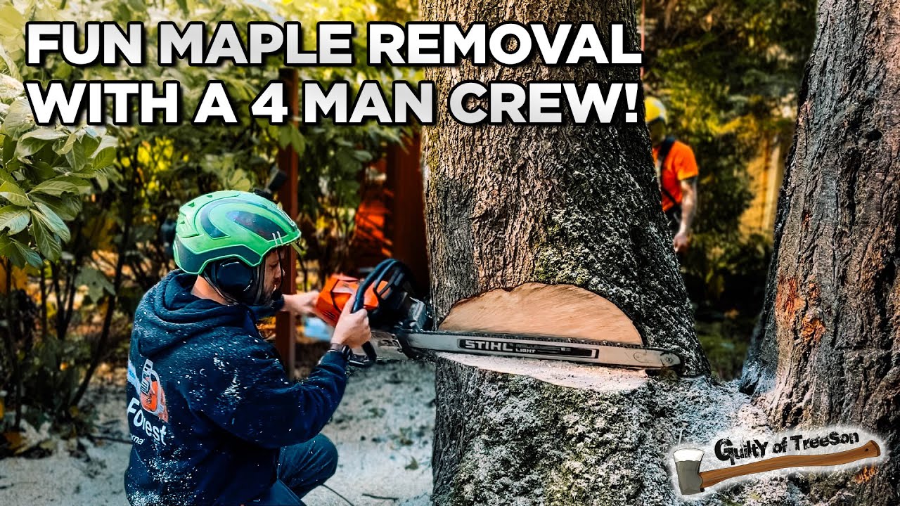 Removing A Large Maple Tree With My First 4 Man Crew YouTube Removing A Large Maple Tree With My First 4 Man Crew YouTube