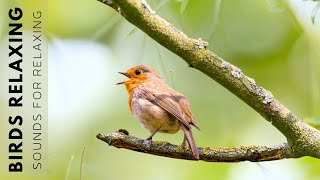Relaxing Bird Songs in the Forest - Sounds From Nature Helps You Relax Your Mind, Relieve Stress