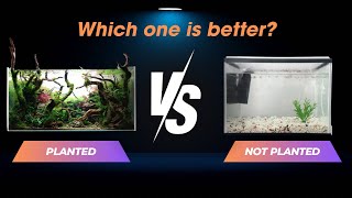 PLANTED AQUARIUM VS NON PLANTED AQUARIUM, here’s why planted aquariums are THE BEST!
