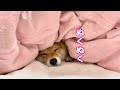 ふかふか布団を出したら秒で寝ちゃう柴犬が可愛い