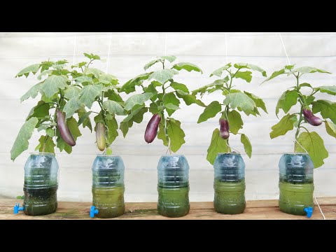 water eggplant Growing eggplant with plastic bottles and water - Unique