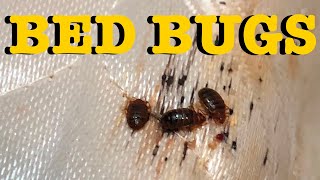 Bed Bugs, A Step By Step Guide to elimination  The Only Real Solution (TLDR it isn’t Steam or DE)