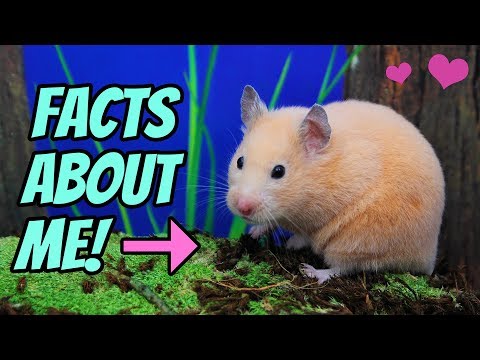 🐹-10-fun-facts-about-my-hamster-kashi!