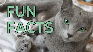 Fun Facts About Russian Blue Cats