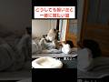 朝、猫が布団に入ってきてくれる幸せ