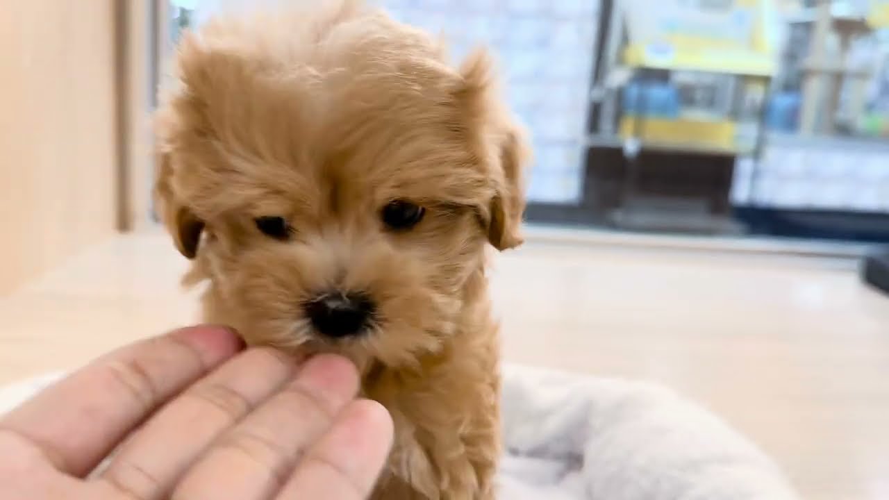 マルプー 】超ハイスペックの激カワMIX！可愛さ、飼い易さ100点満点