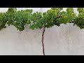 How to Train a Grape Vine in Pot/Container | Grape Vine in Terrace Garden