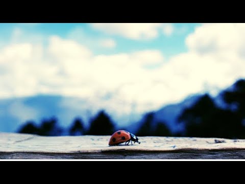 Video: Asian Lady Beetles: Voivatko Ne Vahingoittaa Koirasi?