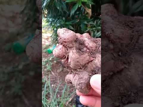 BIBIT JAHE RIMPANG SUPER TIBA DI PADANG SUMBAR 