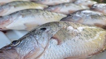 SUPER EASY Way To Catch LOADS Of Crappie In The Fall Using JIGS - CRAPPIE FISHING 2024