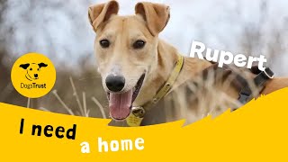 Rupert the handsome Lurcher | Dogs Trust Leeds