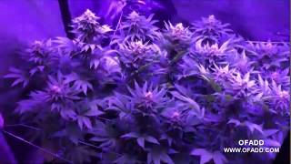 MARIJUANA WITH LED, LED Cannabis Grow Time Lapse Marijuana Vegetative stage