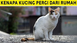 6 Alasan Kenapa Kucing Pergi dari Rumah, Ternyata Butuh Perhatianmu 😿 by Kucing Meong 258 views 10 months ago 7 minutes, 3 seconds