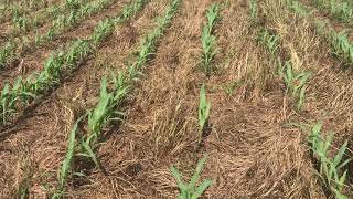 Corn growing in a mix of LowBoy and crimson clover - Eastern PA, 6/11/2020