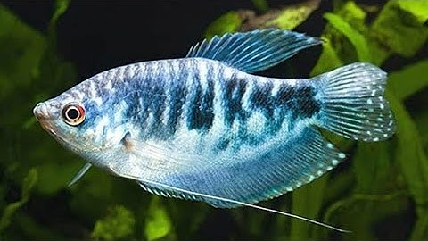 Cách nuôi cá sặc gấm || How to raise Trichogaster lalius