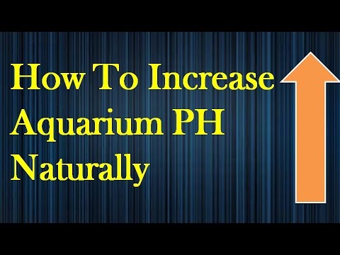 How to Increase PH in Aquarium Naturally Simple and Quick Results
