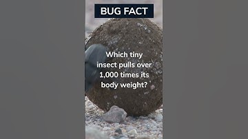 Mighty Dung Beetles #strength #bug