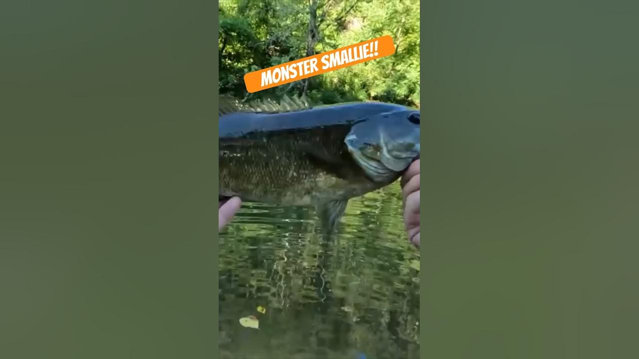 Monster Smallie!! #creekfishingadventures #fishing #bassfishing #bigfish  #Christian 