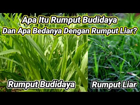 Video: Rumput Rumput Tahunan (23 Foto): Bagaimana Memilih Benih Untuk Rumput Anda? Spesies Yang Tumbuh Dengan Cepat Dan Rendah