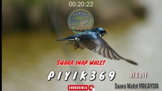 Suara Inap Walet PIYIK 369‼️ By Saif ‼️Suara Walet MALAYSIA ‼️@BerkatWaletOfficial