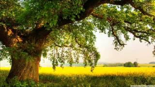 Reader Abdul Razzaq al-Dulaimi | #Surah AlFalaq