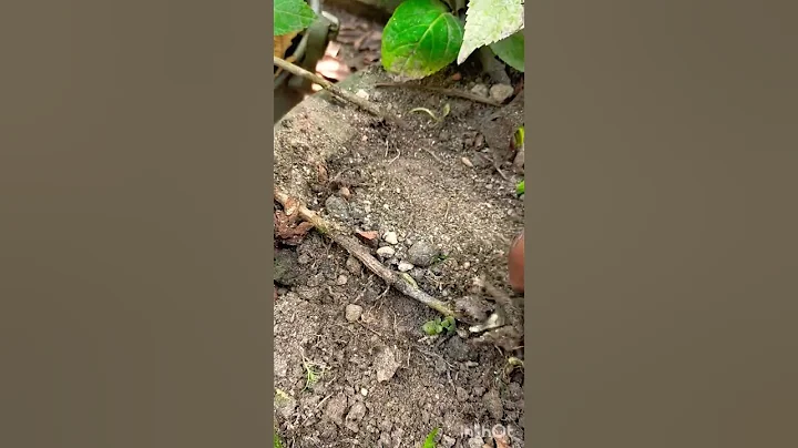 Hydrangea ground layering propagation #hydrangea