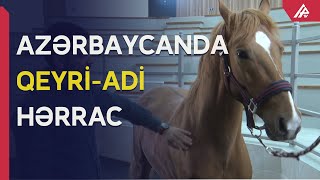 30 min manata satılan Qarabağ atını kim alıb? - REPORTAJ Resimi