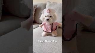 Happy Nurses Day ‍⚕❤ #maltese #dog #happynursesday #maltesedog