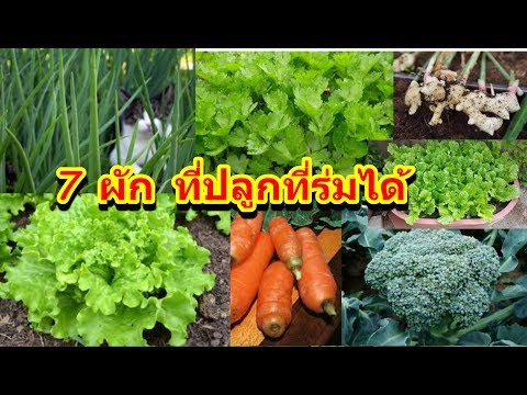 วีดีโอ: พืชในร่ม - จะวางอย่างไรและที่ไหน?