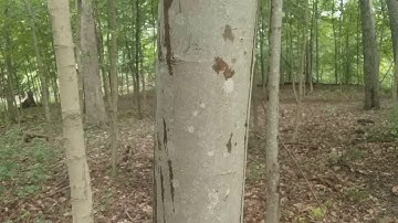 Red Maple and Sugar Maple leaves and immature bark