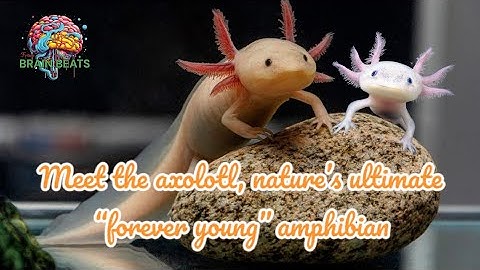 The Axolotl – The Salamander That Never Grows Up! #Axolotl #BrainBeats #Regeneration