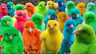 Ayam Warna-warni,Ayam Lucu Dunia,AyamSeluruh Dunia, Bulu Warna-warni,HewanLucu Kelinci🐤🐥