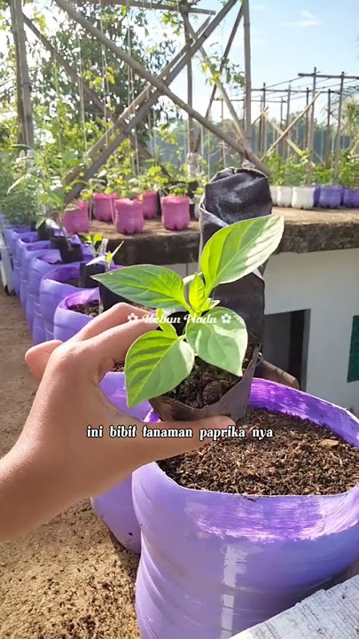 pindah tanam bibit paprika #paprica #tanamanpaprika #pindahtanam #berkebun #garden #potgalonbekasb