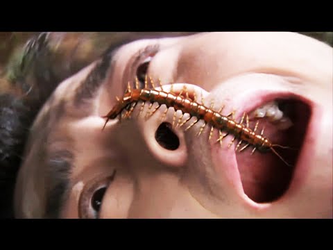 功夫電影，少年誤食蜈蚣，沒想到竟被他練成百毒不侵的神功！💥 中国电视剧 | KungFu