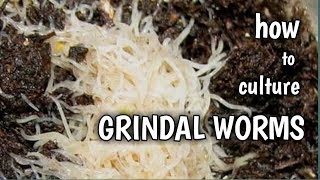 How to culture GRINDAL WORMS | live food for ornamental fish (tagalog with eng sub)