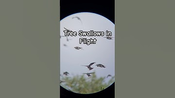 Watch Tree Swallows Taking Flight #birds #birdingcommunity