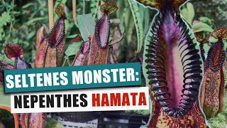 Nepenthes hamata -  Zahniges Monster aus Sulawesi | Pflanzen Portrait