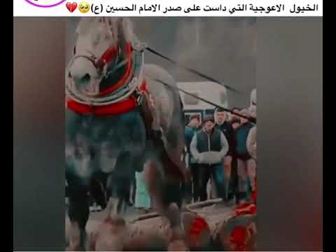 خيل الاعوجية